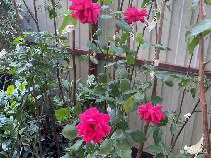 Вьющиеся розы в горшках