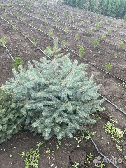 Туя колумна,смарагд