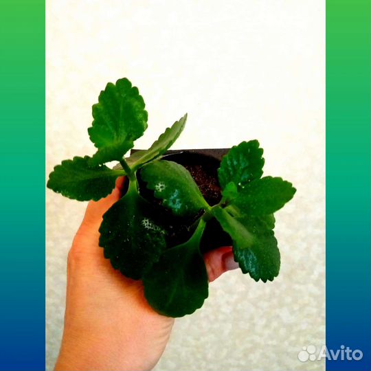 Комнатные растения