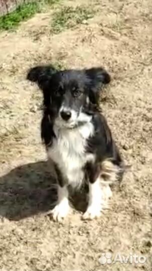 Собаки в дар в добрые руки