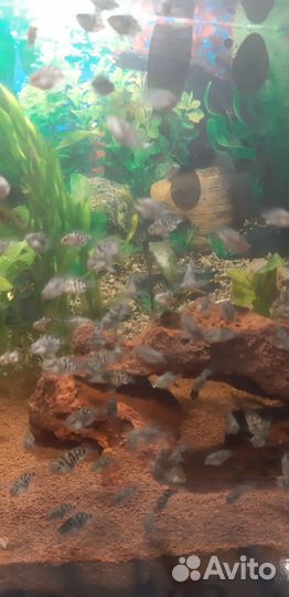 Рыба мальки сапфирового попугая аквариумные рыбки