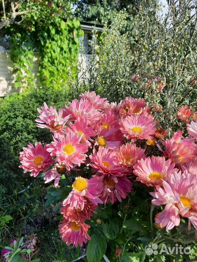 Хризантема