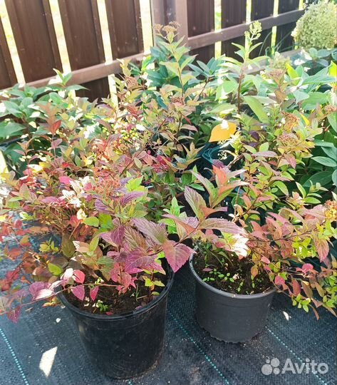 Гортензии и декоративные растения для сада