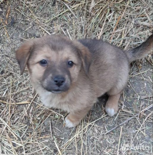 Щенок в добрые руки