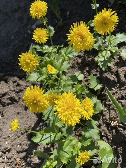 Многолетники почтой