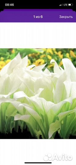 Рассада хосты