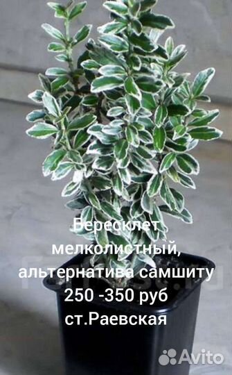 Вечнозеленые садовые растения