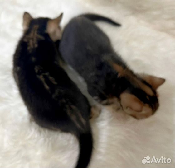 Бенгальские котята