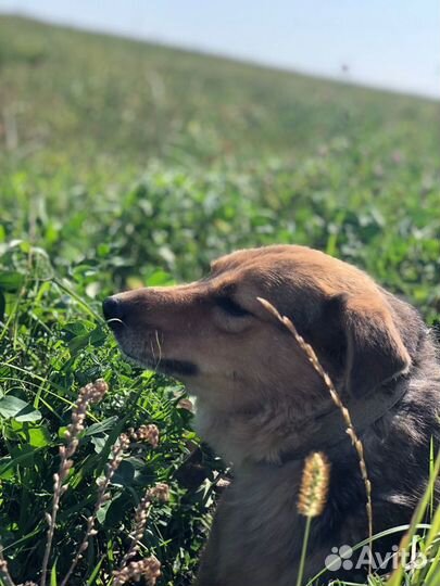 Собака Мона