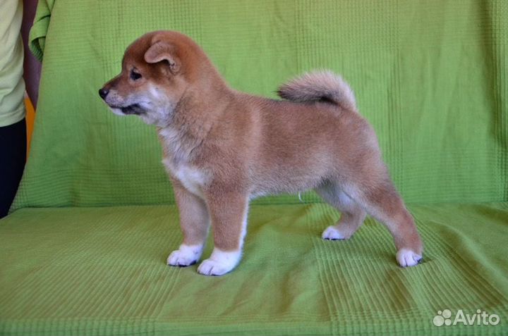 Продажа щенков и собак