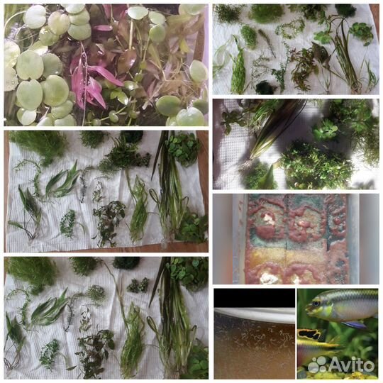 Аквариум дома