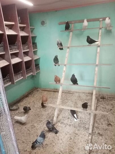 Продам голубей