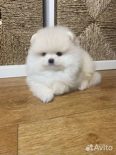 Померанский шпиц