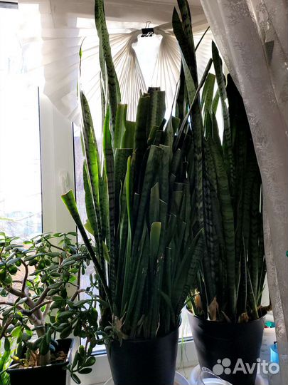 Сансевиерия сортовая