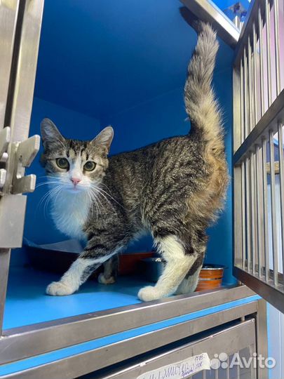 Кошки в добрые руки