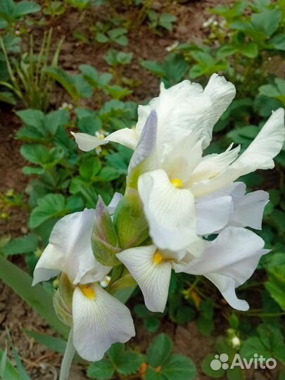 Ирисы бородатые сортовые