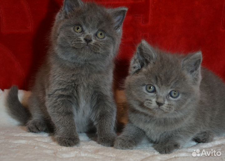 Британцы голубые