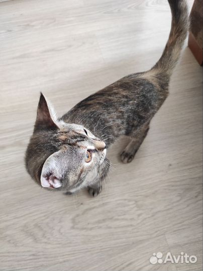 Кошка