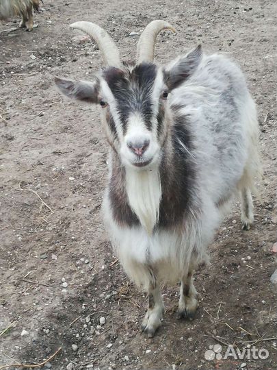 Коза, бараны