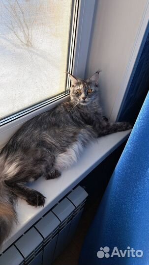 Котята мейн-кун