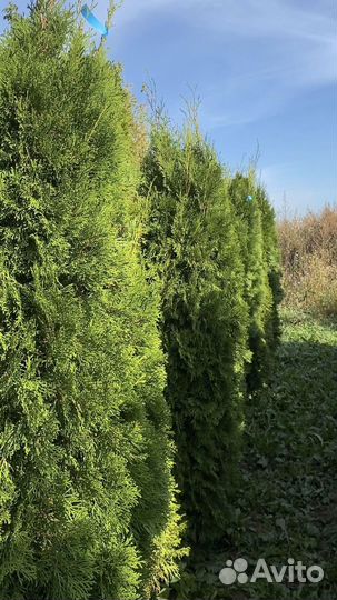 Туя смарагд 190 см