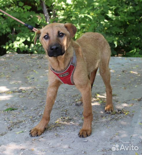 Щенок Рой ищет дом