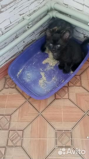 Котята в добрые руки даром бесплатно