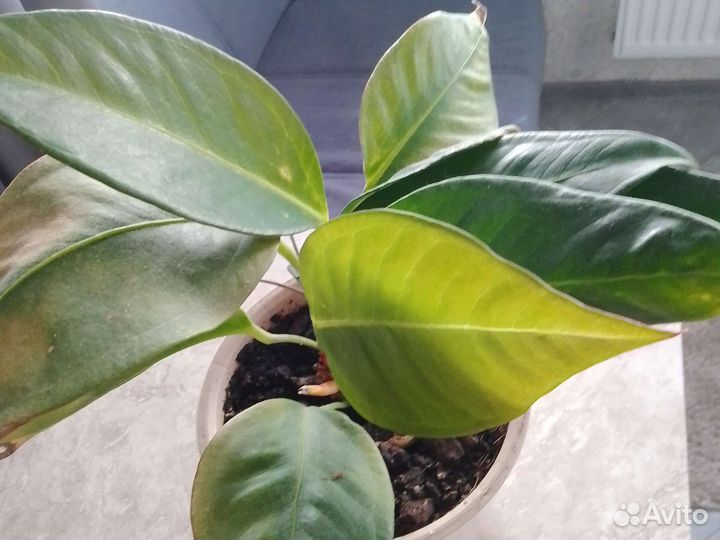 Комнатные цветы