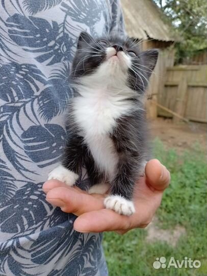 Британские котята