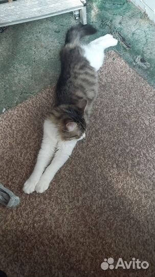 Котенок в добрые руки