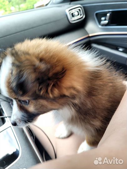 Собака в добрые руки мелкий щенок