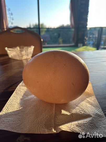 Страусиное яйцо