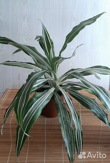 Дисхидия, драцена,рипсалидопсис