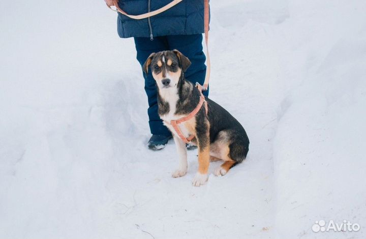 Собака в добрые руки