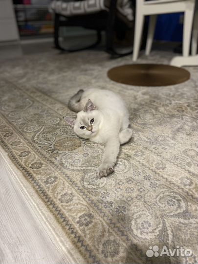 Вязка с шотландским котом