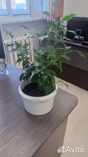 Фикус бенджамина большой