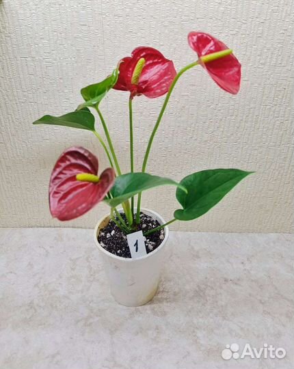 Антуриум красный