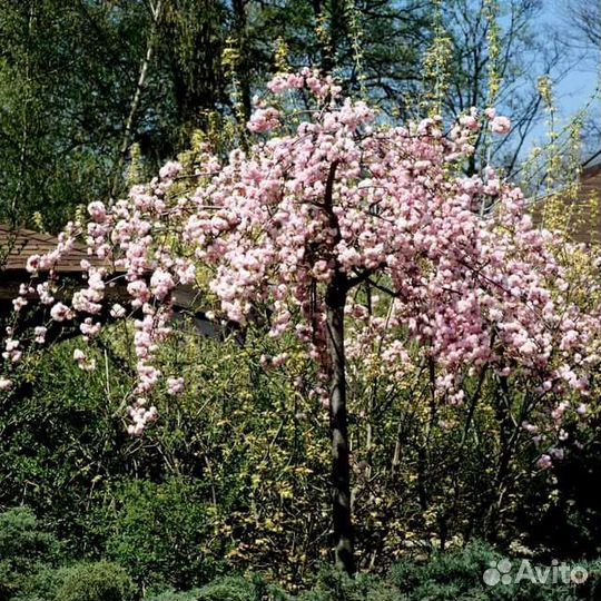 Сакура штамб плакучая