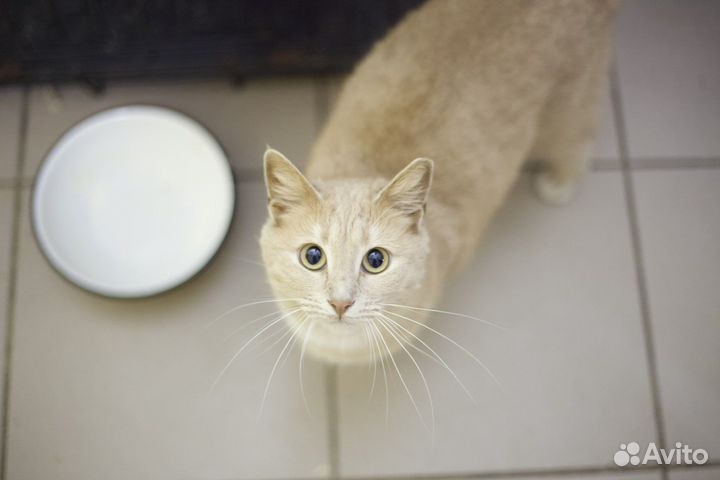 Кошки и коты в добрые руки