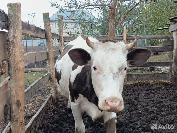 Телка стельная