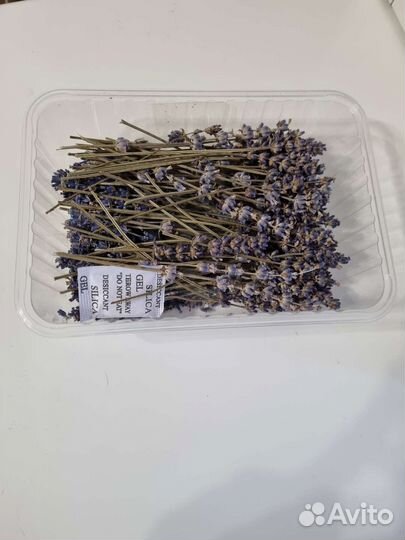 Сухоцветы для творчества лаванда