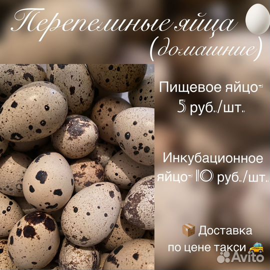 Яйца перепелиные домашние