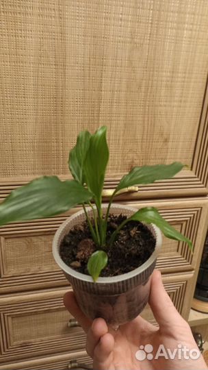 Комнатные растения