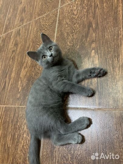 Кошечка в добрые руки
