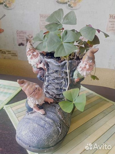 Кислица в керамическом кашпо