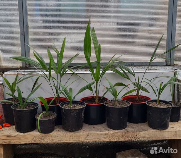 Пальма Трахикарпус, хамеропс, вашингтония, семяна