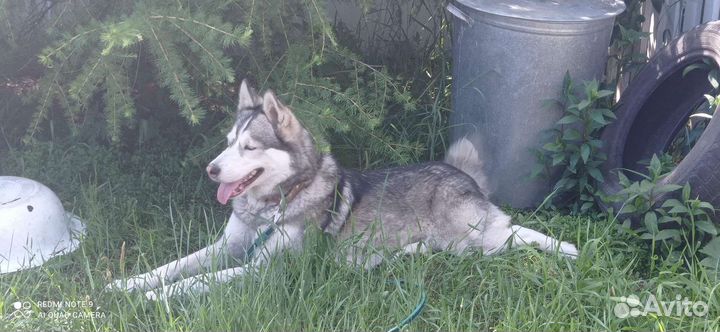 Сибирский хаски