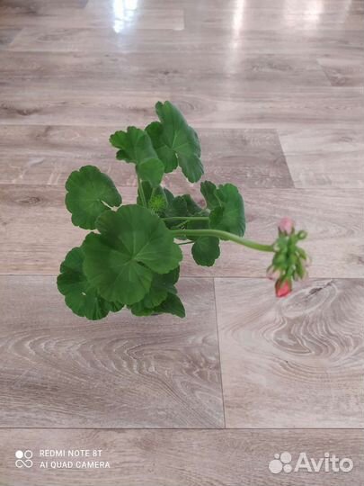 Пеларгония герань