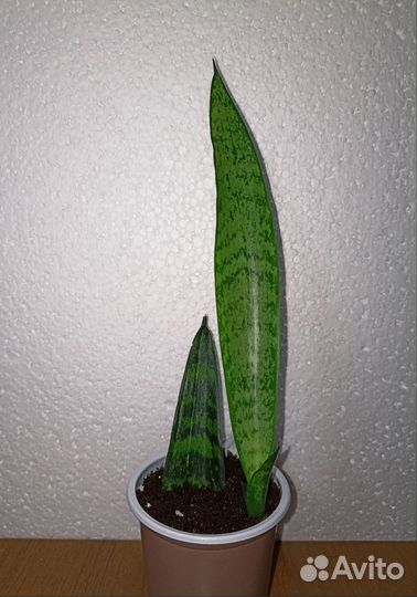 Сансевиерия Щучий хвост Тёщин язык