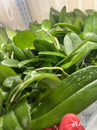 Подростки фаленопсисы в 1.7 торф 3 сорта